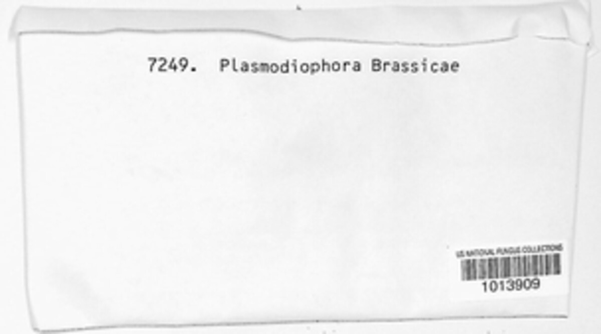 Plasmodiophora brassicae image